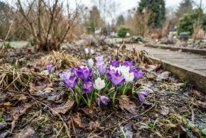 Krokusse blühen im noch winterlichen Garten