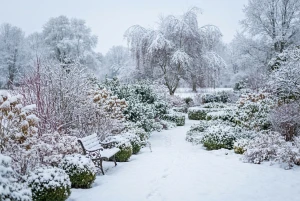 Verschneiter Garten mit winterlicher Struktur aus Sträuchern
