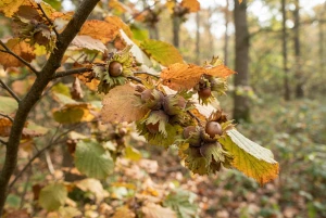 Haselnussstrauch mit reifen Nüssen im Herbst