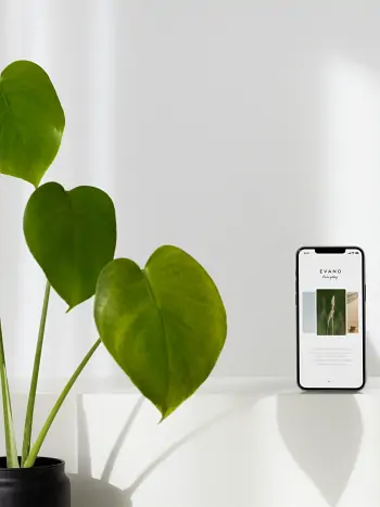 iPhone steht neben einer Zimmerpflanze mit großen grünen Blättern