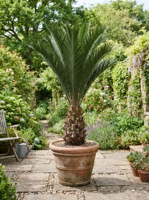 Jubaea chilensis mit massivem, säulenartigem Stamm