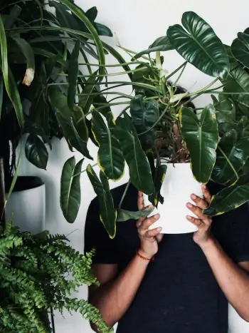 Ein eigener Dschungel im Wohnzimmer: Die richtige Basis für Zimmerpflanzen