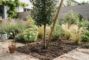 Junger klimaresistenter Baum frisch im Garten gepflanzt