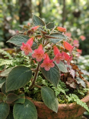 Kohleria mit behaarten Blättern und gefleckten, röhrenförmigen Blüten