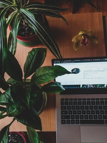 Grüne Zimmerpflanzen neben einem aufgeklappten Laptop auf einem Holzschreibtisch – typische Alltagssituation mit Pflanzen am Bildschirm