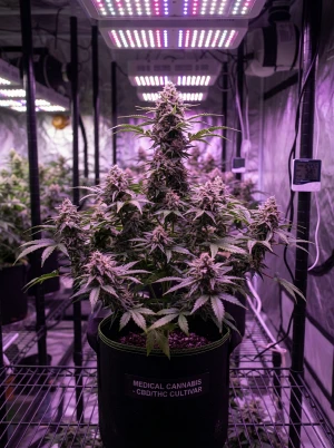 Cannabispflanze unter medizinischer Wachstumsbeleuchtung