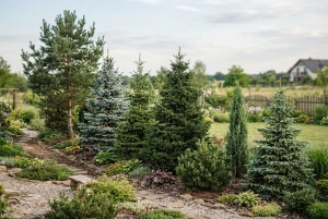 Reihe unterschiedlich hoher Nadelbäume im Garten