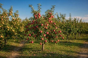 Obstbäume mit reifen Früchten im Obstgarten