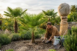 Palme im Garten mit winterlichem Frostschutz