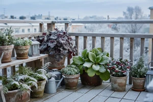 Winterharte Pflanzen mit Raureif auf dem Balkon
