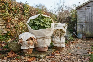 Kübelpflanzen mit Winterschutzvlies vor dem ersten Frost