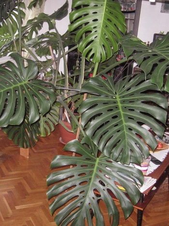Große Monstera deliciosa mit charakteristisch gefensterten Blättern als Zimmerpflanze im Wohnzimmer