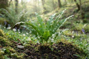 Phyllitis mit ungeteilten, glänzend grünen Wedeln
