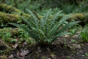 Polystichum mit dicht gefiederten, dunkelgrünen Wedeln