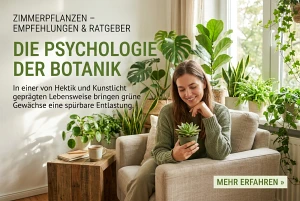 Entspannte Atmosphäre durch Zimmerpflanzen