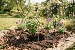 Frisch gepflanzte Rose in sonniger Beetlage