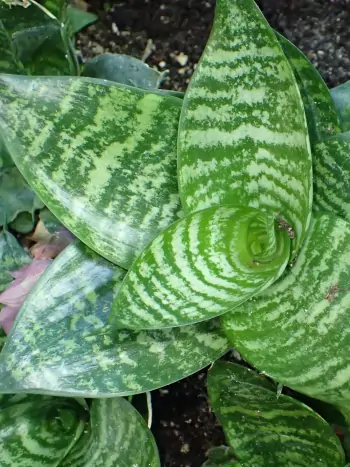 Sansevieria trifasciata 'Hahnii' - Zum vergrößern klicken Sansevieria trifasciata 'Hahnii'