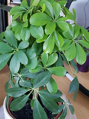 Schefflera Schefflera neu ausgetrieben