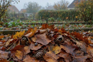 Laubhaufen im herbstlichen Garten als Winterquartier für Insekten
