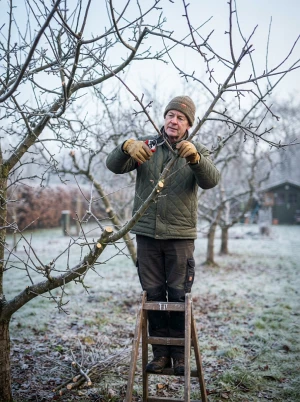 Kahler Obstbaum wird im Winter mit einer Gartenschere zurückgeschnitten
