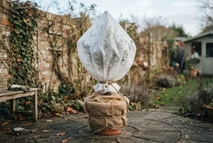 Kübelpflanze mit Winterschutzvlies gegen Frost eingepackt