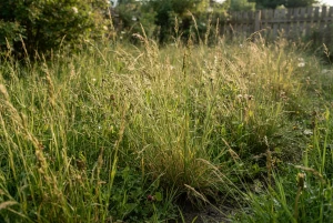 Hohes Gras im Garten, typischer Rückzugsort für Zecken