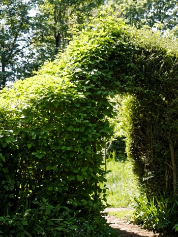 Formgeschnittene Hecke mit einem Torbogen als Gartengestaltung