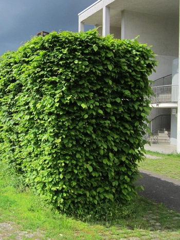 Dicht geschnittene Rotbuchen-Hecke mit sattgrünem Laub als Sichtschutz vor einem Gebäude