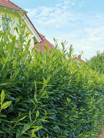 Dichte Kirschlorbeer-Hecke als grüner Sichtschutz an einem Gartengrundstück