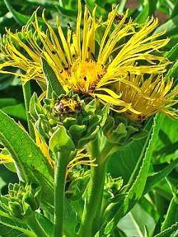 Echter Alant, Inula helenium