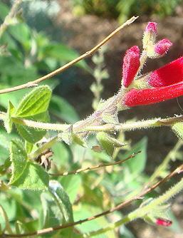 Ananassalbei im Kräutergarten
