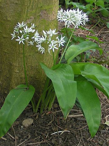 Allium ursinum / Bärlauch