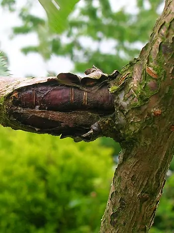 Pflaumenbaum mit Früchten