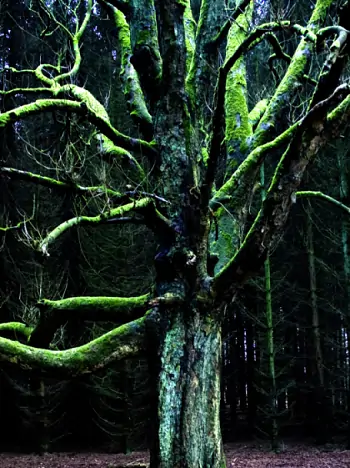 Stimmungsvoll beleuchteter Baum