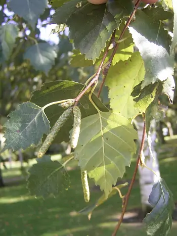 Nahaufnahme von Betula pendula: charakteristisch gesägte Birkenblätter und hängende Fruchtzäpfchen an rötlichen Zweigen im Gegenlicht.