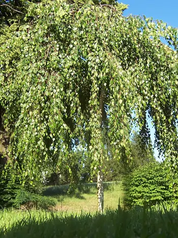 Ausgewachsene Hängebirke (Betula pendula) im Sommer mit typisch herabhängenden Zweigen, weißem Stamm und frischem Grün als Solitär in einem Garten.