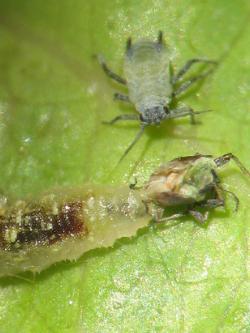 Biologischer Pflanzenschutz im Obstgarten