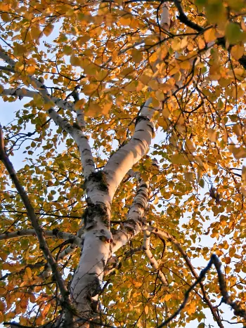 Birke im Herbst von unten betrachtet: weißer Stamm mit charakteristischer Birkenrinde, goldgelbes Herbstlaub vor blauem Himmel.