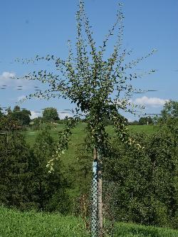 Junger Hochstammbaum