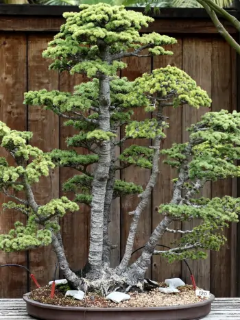 Zeder als Bonsai getrimmt
