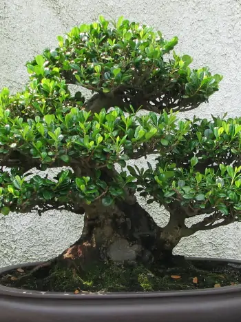 Bonsai Eurya emarginata