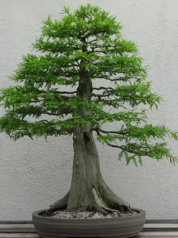Bonsai aus einer Zypresse 