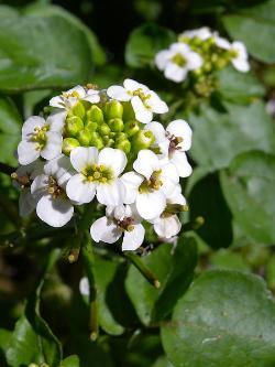 Brunnenkresse, Nasturtium officinale R. Br.