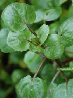 Keimlinge der Gartenkresse