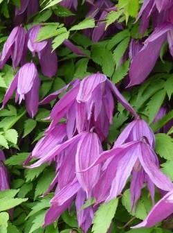 Alpen-Waldrebe (Clematis alpina)