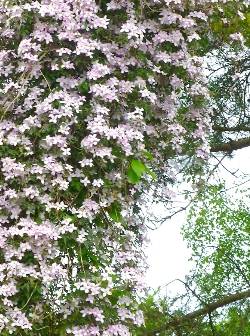 Hochrankende Clematis