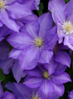 Großblumige Clematis-Hybride