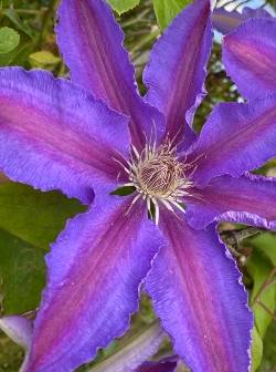 Großblumige Clematis-Hybride