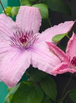 Clematis