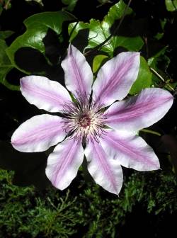 Clematis